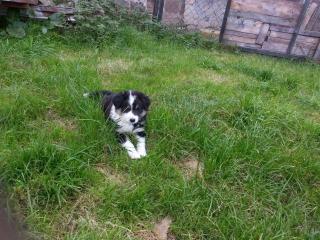Australian Shepherd Hündin black tri