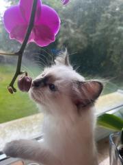 Reinrassige heilige birma katze