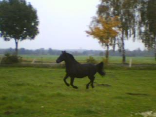 Hübscher, . intelligenter Ponywallach