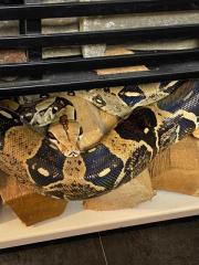 Boa Constrictor, C ohne Terrarium