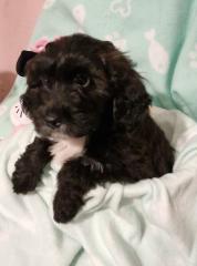 Miniature Aussiedoodle Welpen