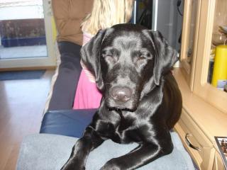Liebe Labrador-Hündin