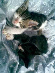 2 supersüße Babykatzen nur in liebevolle Hände anzugeben