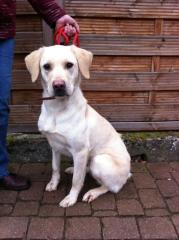 Unsere Elsa sucht ein Zuhause.