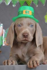 Wir haben wunderbare Welpen Weimaraner