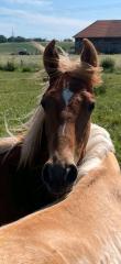 Tennessee Walking Horse Junghengst