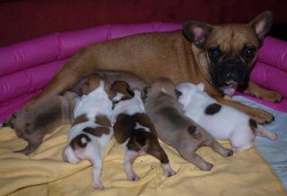 MINI Französische Bulldogge im MINIFORMAT