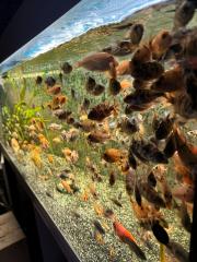 Aulonocara Redberry Blueberry Firefisch