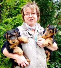 10 Wochen alte WELSH TERRIER Welpen abzugeben