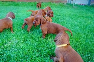 Irischen Setters