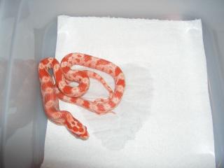 Kornnattern albino amelanistisch het. motley, charcoal