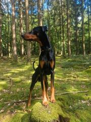 Dobermann rüde 3, 5 jahre unkastriert