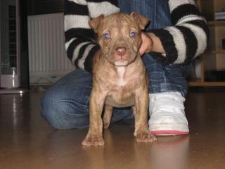 American Pit Bull Terrier Rednose