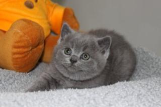 BKH Kitten in blau und lilac nähe Koblenz