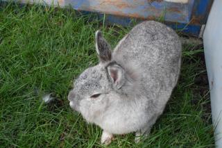 3 Löwenkopf Zwergkaninchen Damen abzugeben