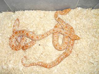 1, 1 Albino Tigerpython het. albinogreen Python molurus bivittatus,