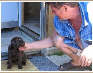 Labrador-Retriever schokobraun Welpen. Von derAsbacher Rasselbande.