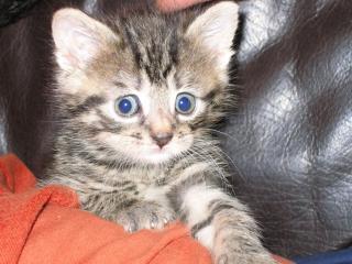 KATZENKINDER IN NOT