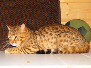 Reinrassiger Bengal Deckkater mit Top-Stammbaum.