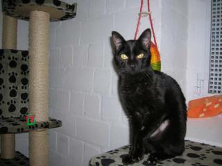 Samira, das ist keine normale Katze