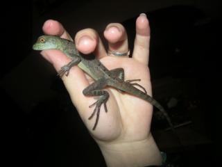 1. 1 Basiliscus plumifrons