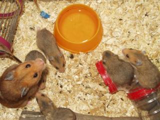 Verkaufe Goldhamsterbabys