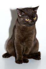 Reinrassiger BKH Deckkater hat noch Termine frei