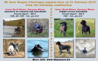BRAQUE D AUVERGNE Auvergne pointer Welpen