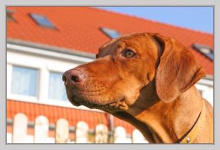 Rhodesian Ridgeback Livernose Deckrüde