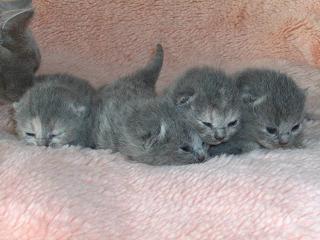 Unsere BKH-Kitten sind geboren