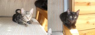 2 süße Katzen abzugeben