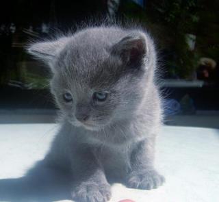 1 kräftiger reinblauer BKH/ Kartäuser Kater sucht noch ein liebevolles Zuhause
