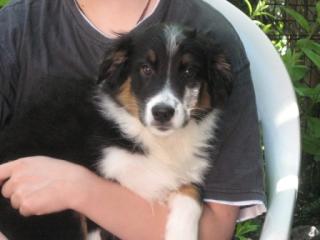 Australian Shepherd Welpen - Seltene Gelegenheit
