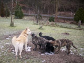 Liebevolle hundewelpen in gute hände abzugeben.