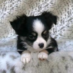 Chihuahua Welpen