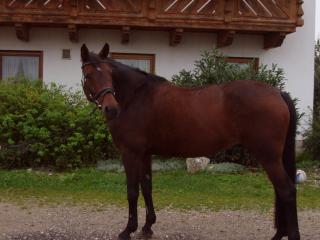 Aline sucht eine Reitbeteiligung