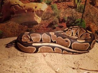 Königspython Python regius Specter Pastel Weiblich 1. 11. 2021 Herkunft DNZ