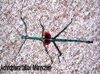 Achrioptera fallax