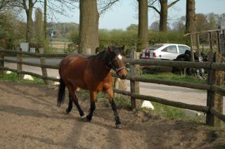 Biete Reitbeteiligung auf einem Deutschen-Reitpony