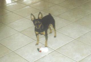 Zwerg pinscher männlich 2 jahre alt sucht hündin