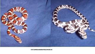 Miami-Phase / Axanthic / Anerythristic Kornnattern NZ 08/09