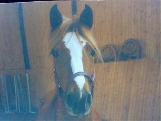 Suche Reitbeteiligung für mein Deutsches Reitpony Dringend