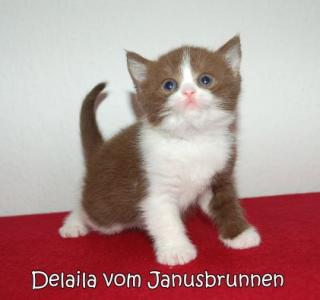 Süße Britisch Kurzhaar Kitten