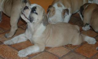 Englische Bulldogge Welpen zum verkaufen