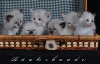 Bezaubernde Ragdollkitten.