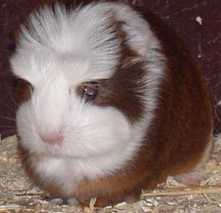 Meerschweinchen-Jungtier, Coronet-Böckchen