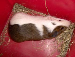 Cuy, s Riesenmeerschweinchen