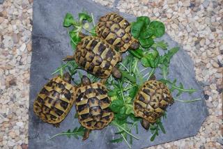 Europäische und Griechische Landschildkröten