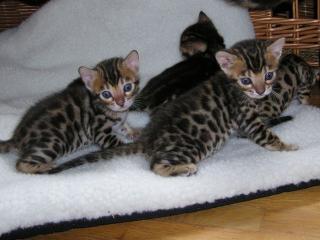 Vier wunderhübsche Bengalkitten und ein süßes Findelkind abzugeben