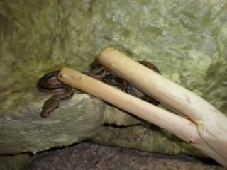 Dringend 1. 1 Boa c. i. Honduras mit Abstammungsnachweis 07/2006